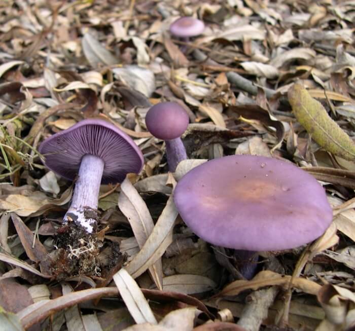 Violet Hekseringsridderhat