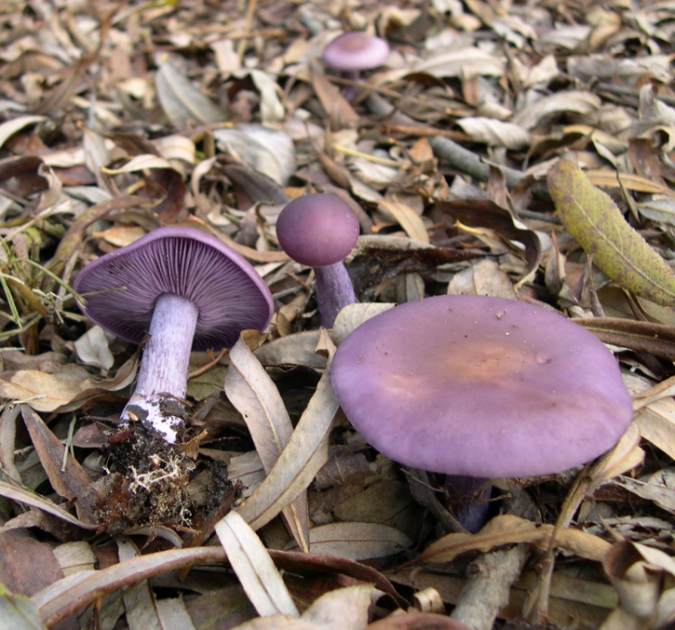 Violet Hekseringsridderhat1