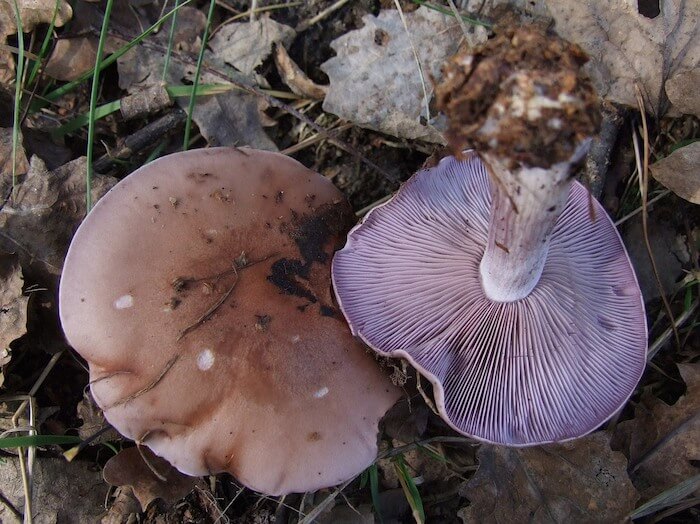 Violet Hekseringsridderhat