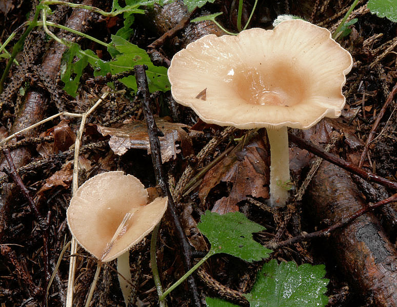 Almindelig Tragthat hat