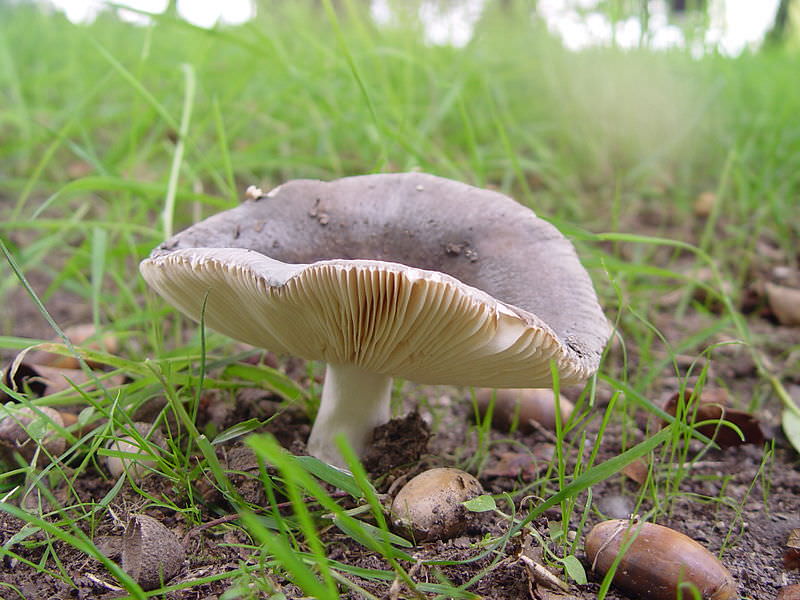 Blågrå Skørhat1