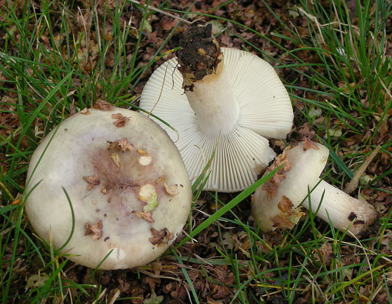 Foranderlig Skørhat1