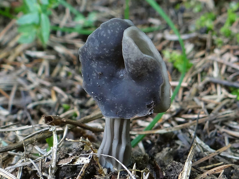 Grubet Foldhat lille