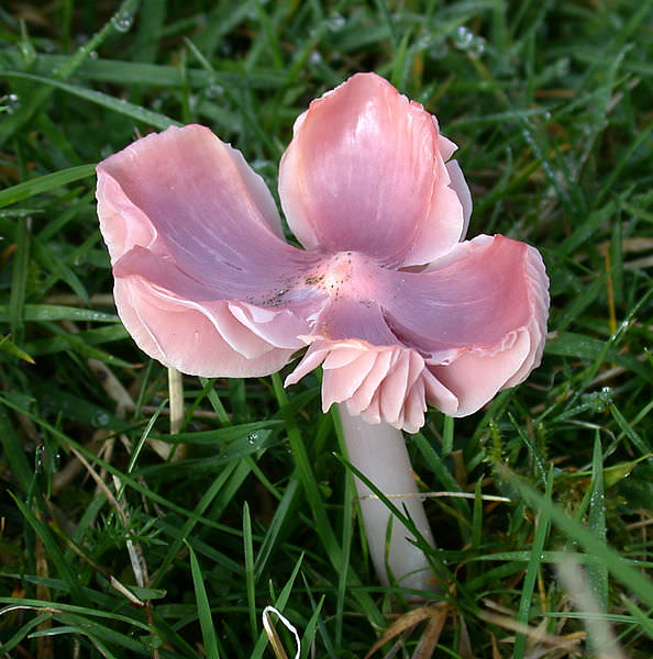 Rosenrød Vokshat