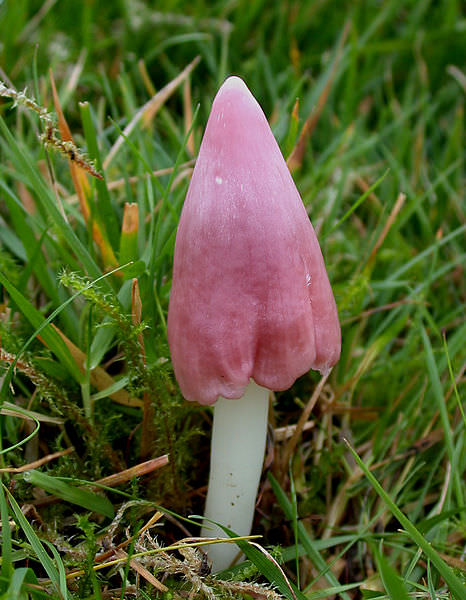 Rosenrød Vokshat hat
