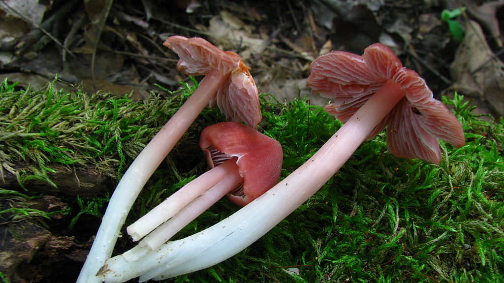 Rosenrød Vokshat stok