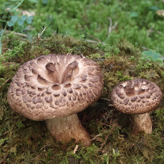 Skællet-Kødpigsvamp