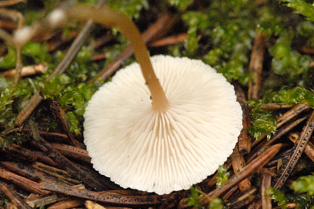 Spidsknoldet Fladhat1