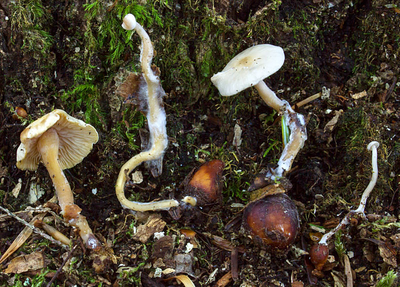 Spidsknoldet Fladhat3
