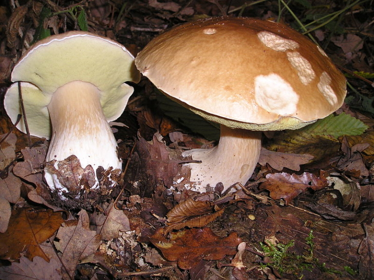 Hvor stammer navnet Karl Johan fra? | Shroomi Hvor stammer navnet Karl Johan fra? | Shroomi