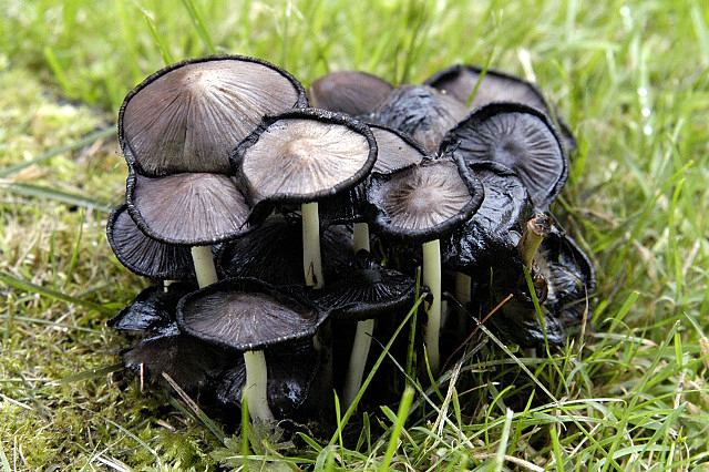 almindelig blækhat gammel