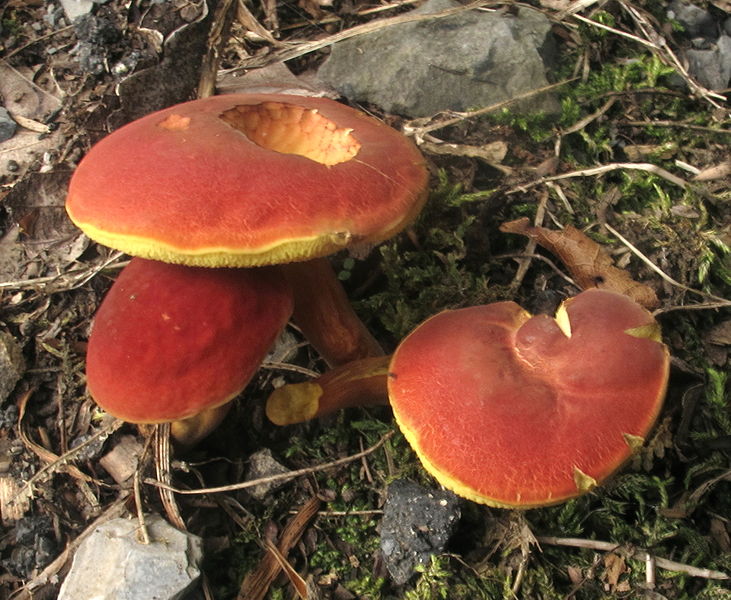 blodrød rørhat1