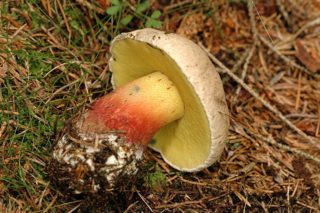 skønfodet-rørhat3