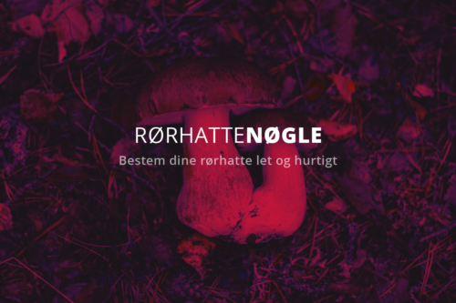 Rørhattenøglen