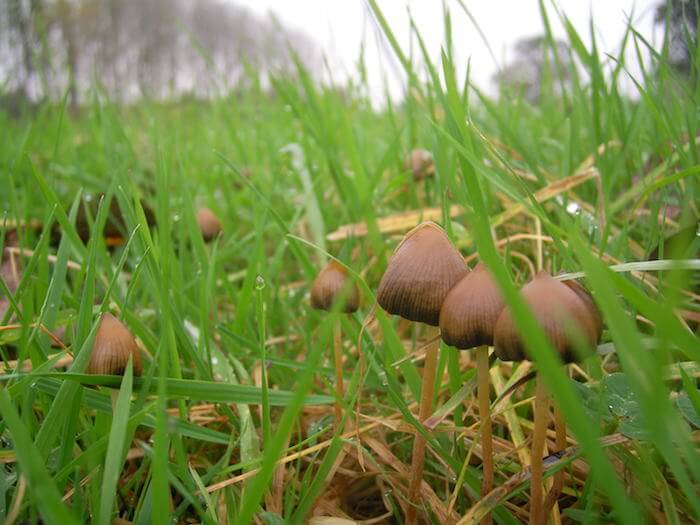 Parametre Disciplin mm Spids Nøgenhat - Shroomi