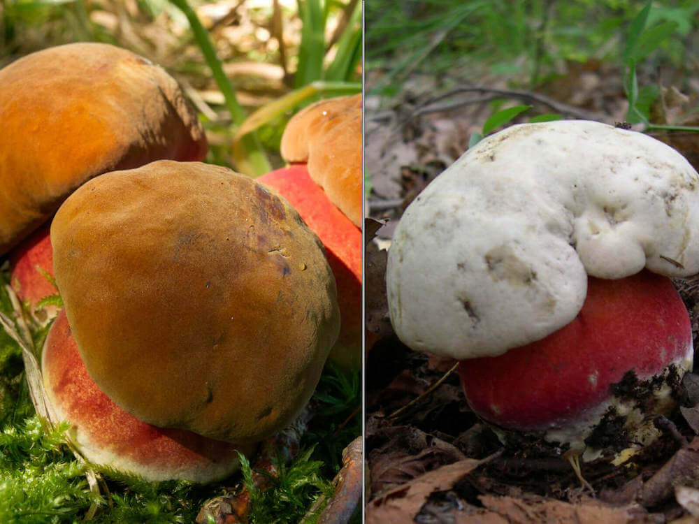 Giftige i Danmark - Shroomi