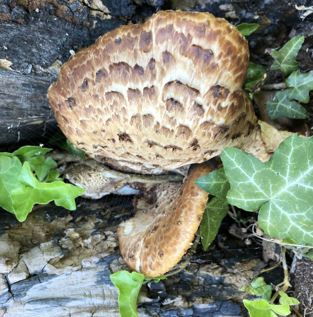 Skællet Stilkporesvamp skæl