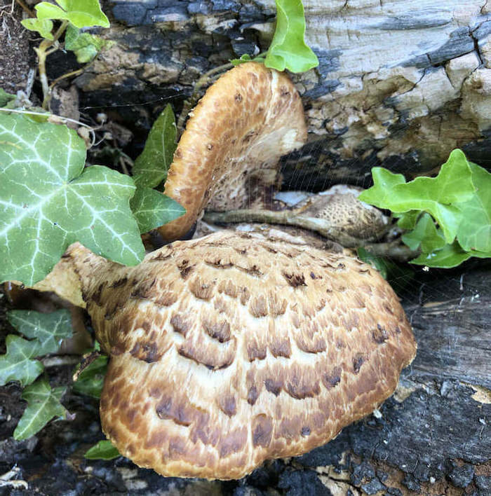Skællet Stilkporesvamp skæl