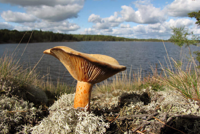 Velsmagende Mælkehat