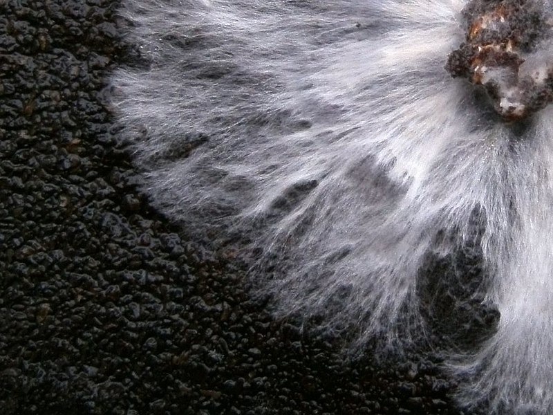 Svampe og fotosyntese mycelium