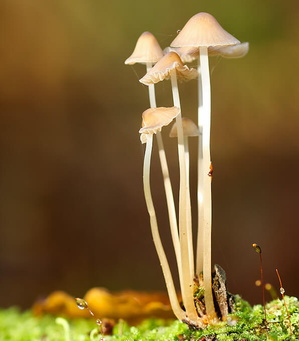 Blankstokket Huesvampe svampe