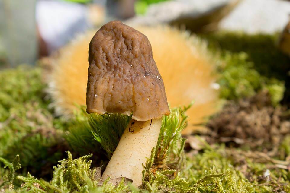 Glat Klokkemorkel hat