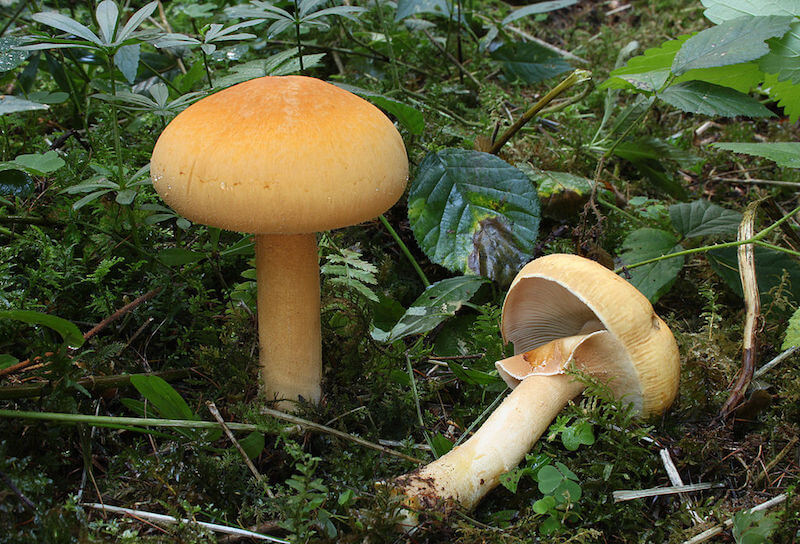 Gyldenhat svampe
