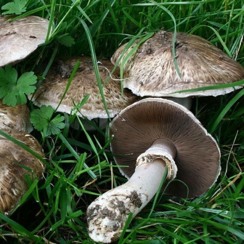 Knippe-Champignon