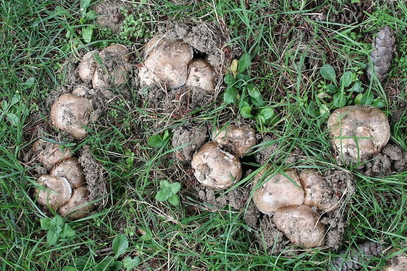 Knippe-Champignon hatte