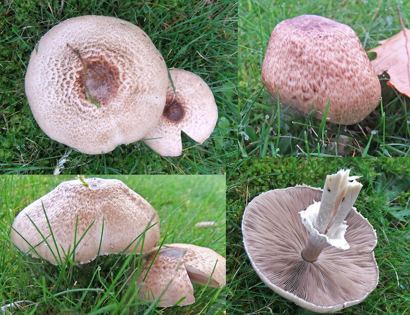 Skamløs Champignon hat