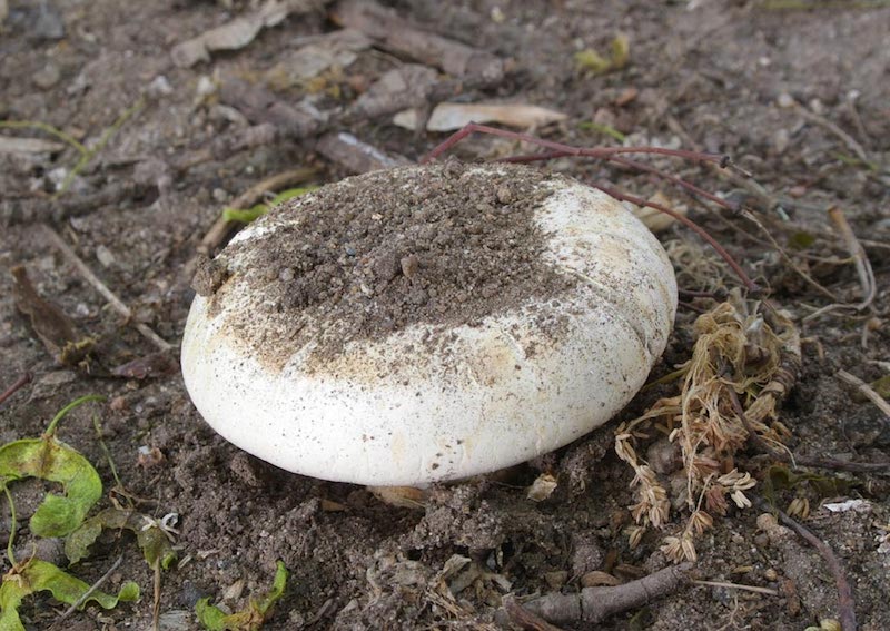 Vej-Champignon hat