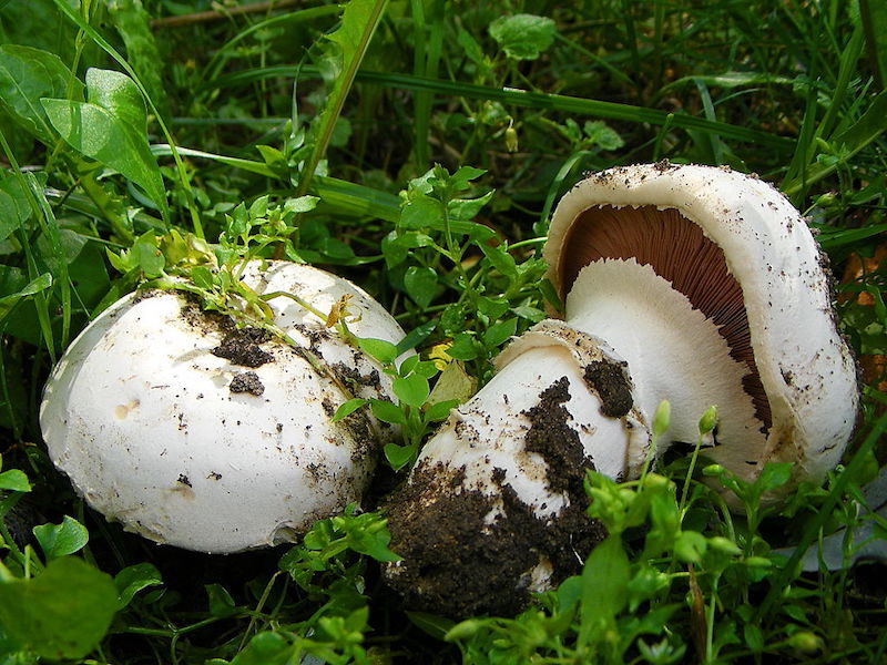 Vej-Champignon ring