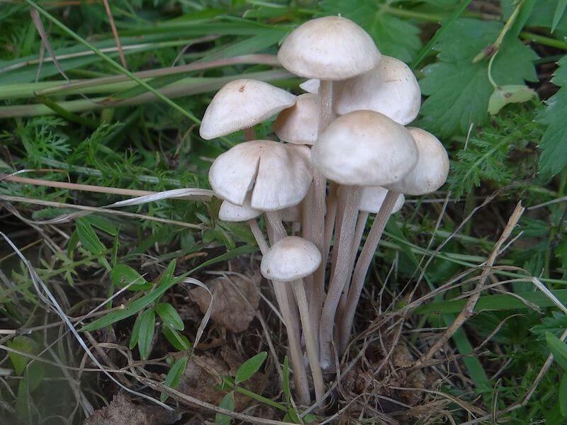 Knippe-Fladhat svampe