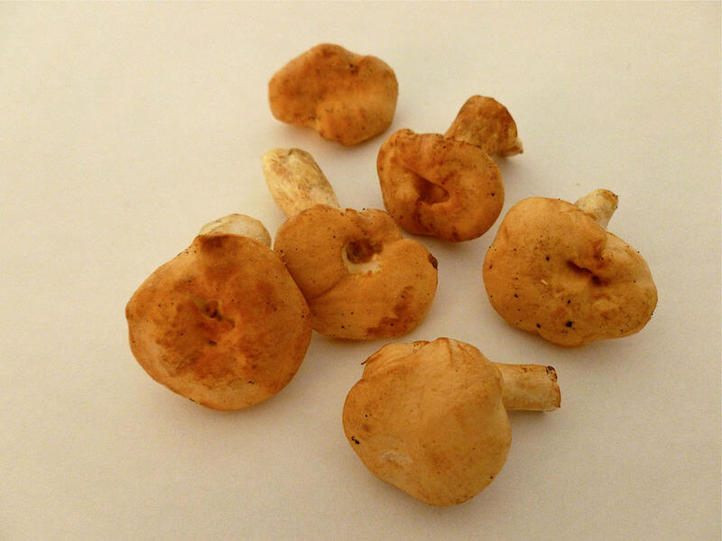 Navle-Pigsvamp svampe