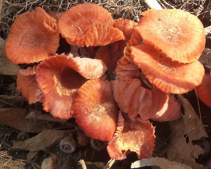 Rød Ametysthat svampe