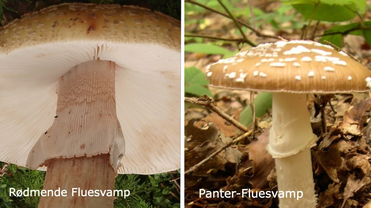 Rødmende Fluesvamp og Panter-Fluesvamp ring