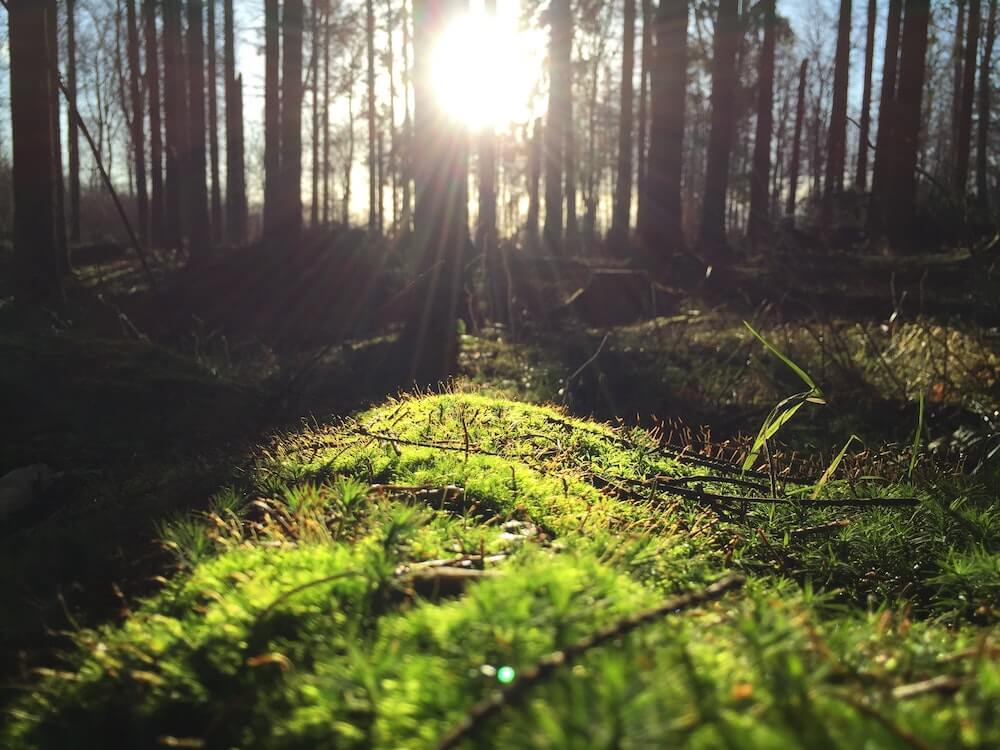 Svampe i Nordsjælland