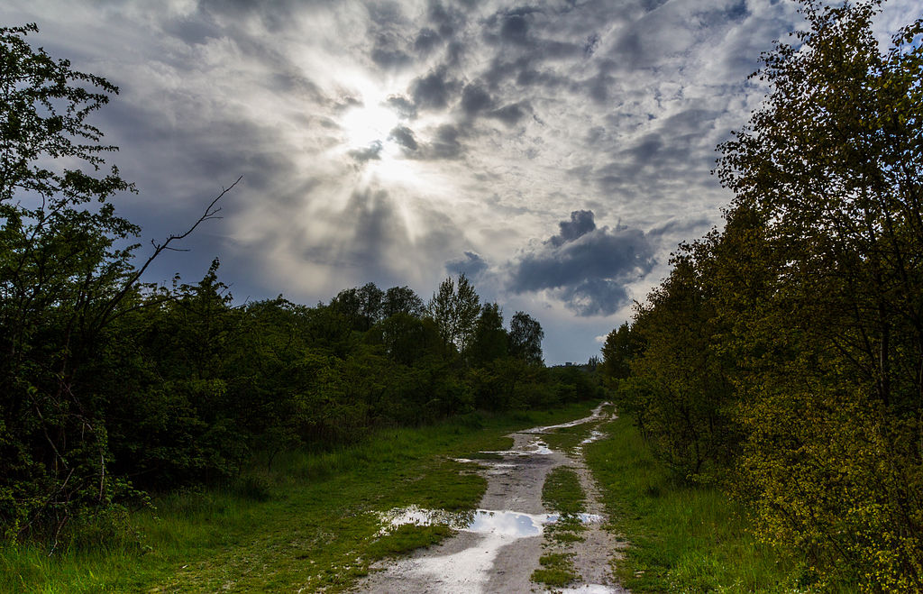 Svampe på Amager Fælled
